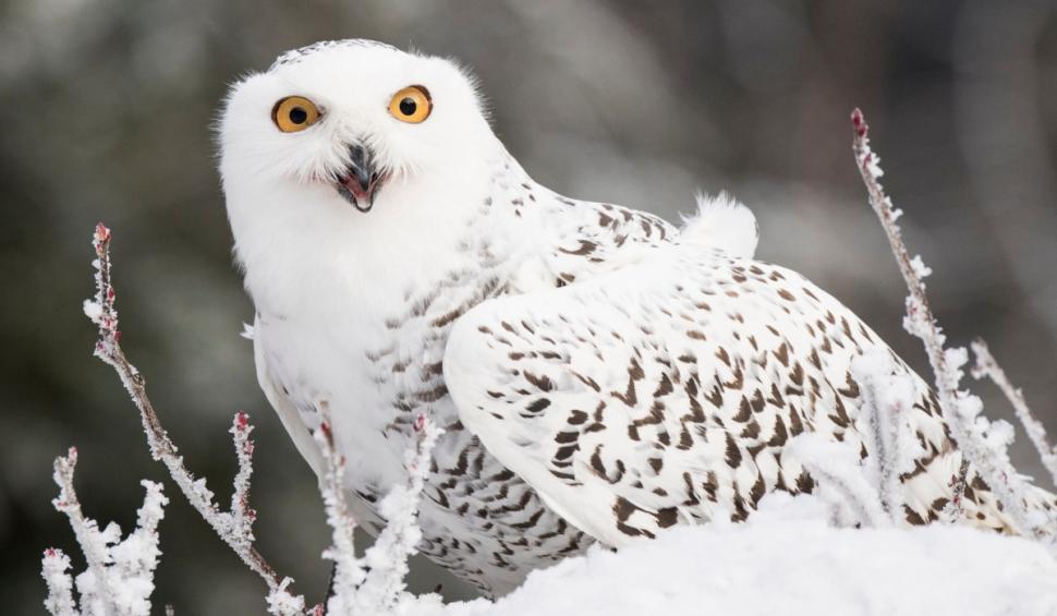 Suedia declară celebra bufnița polară dispărută la nivel regional, după ce niciun exemplar nu a mai fost văzut în ultimul deceniu 1034890