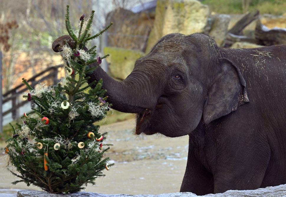 Capitala din UE unde brazii nevânduți de Crăciun ajung „desert” pentru animale, la grădina zoologică din oraș. Unii sunt „împodobiți” 1035059