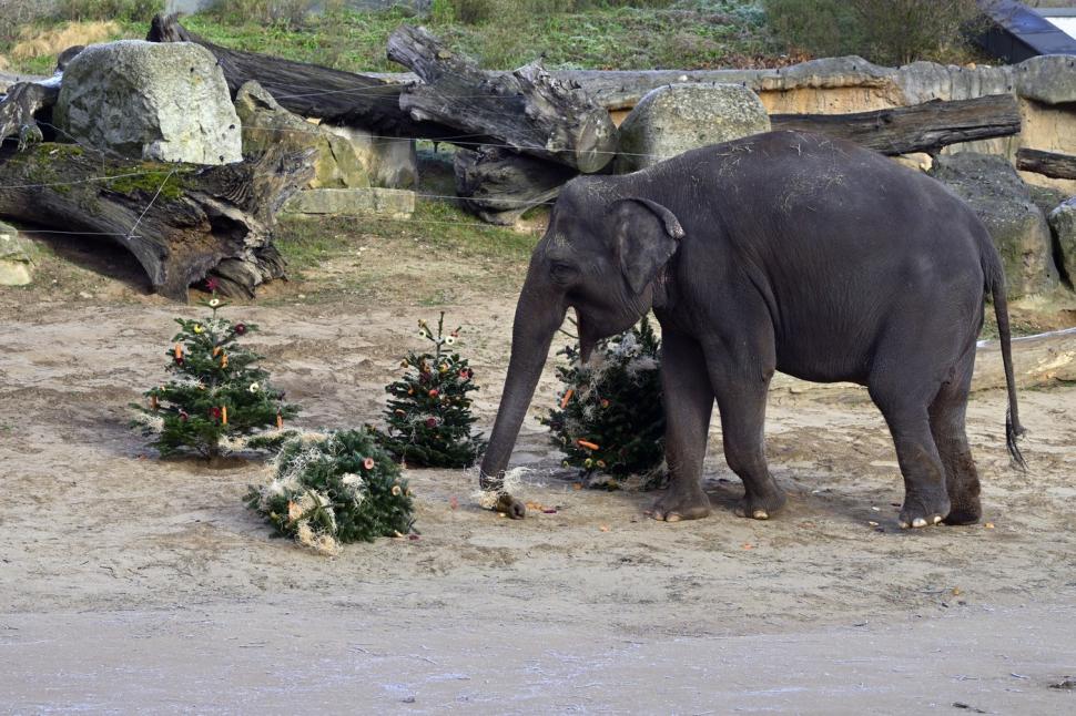 Capitala din UE unde brazii nevânduți de Crăciun ajung „desert” pentru animale, la grădina zoologică din oraș. Unii sunt „împodobiți” 1035060