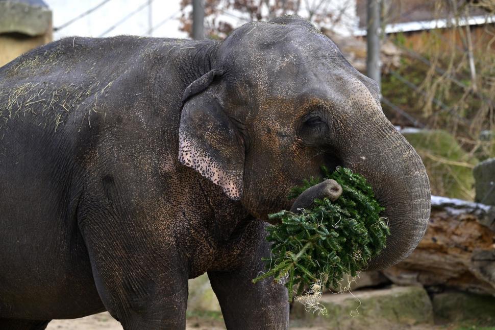 Capitala din UE unde brazii nevânduți de Crăciun ajung „desert” pentru animale, la grădina zoologică din oraș. Unii sunt „împodobiți” 1035061