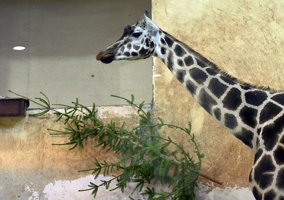 Capitala din UE unde brazii nevânduți de Crăciun ajung „desert” pentru animale, la grădina zoologică din oraș. Unii sunt „împodobiți” 1035062