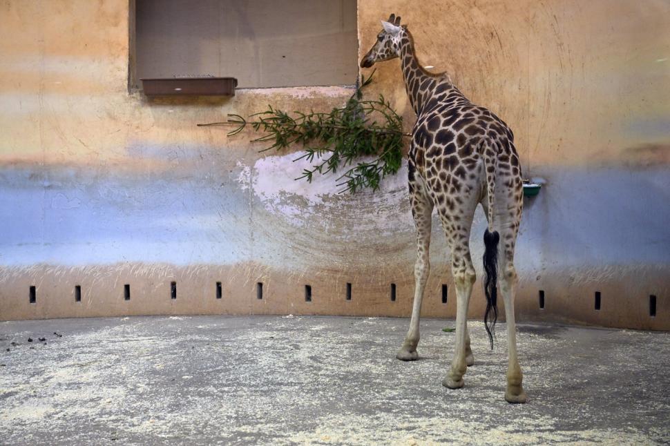 Capitala din UE unde brazii nevânduți de Crăciun ajung „desert” pentru animale, la grădina zoologică din oraș. Unii sunt „împodobiți” 1035063