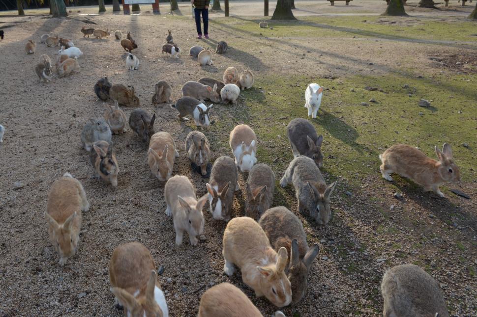  „Un loc al întunericului și al luminii”. Cum a ajuns o insulă nelocuită din Japonia un paradis al iepurilor 1035458