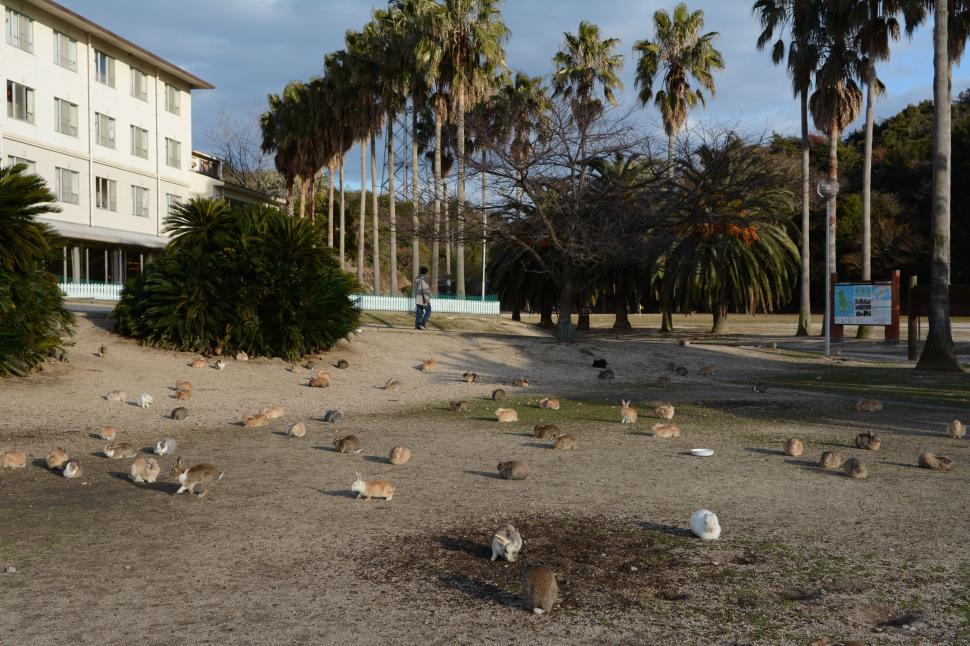  „Un loc al întunericului și al luminii”. Cum a ajuns o insulă nelocuită din Japonia un paradis al iepurilor 1035459