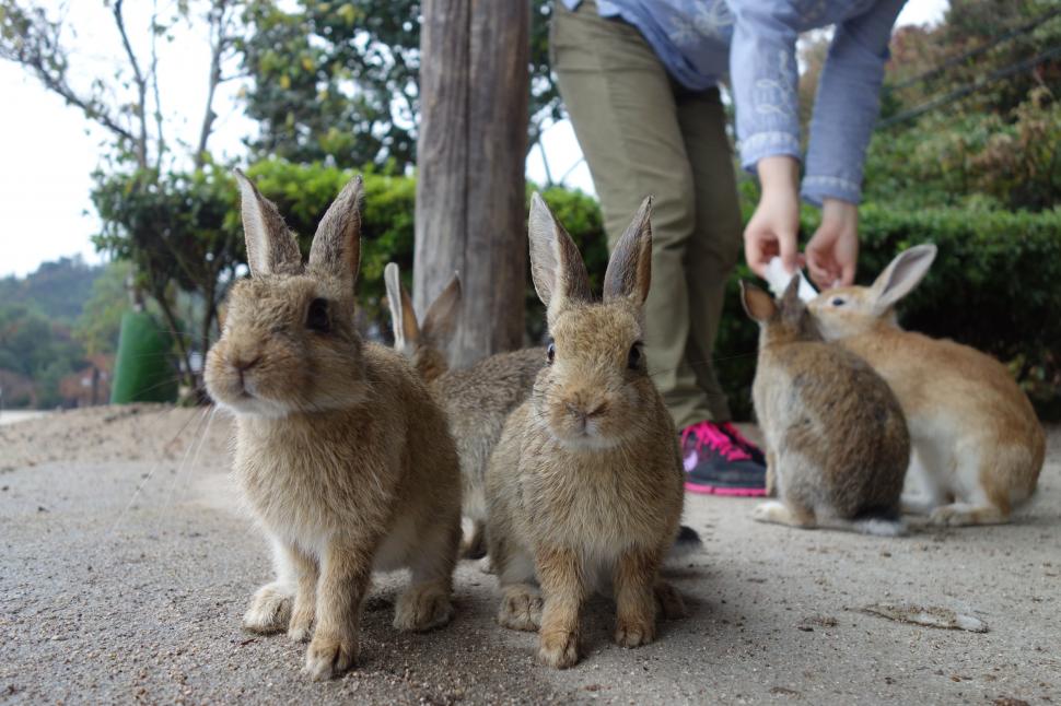  „Un loc al întunericului și al luminii”. Cum a ajuns o insulă nelocuită din Japonia un paradis al iepurilor 1035460