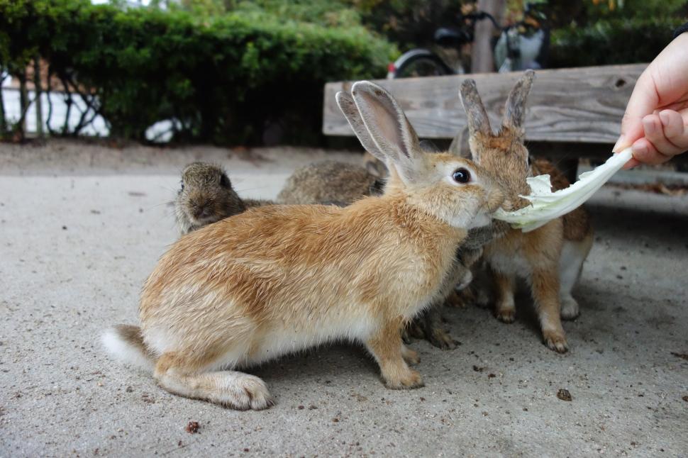  „Un loc al întunericului și al luminii”. Cum a ajuns o insulă nelocuită din Japonia un paradis al iepurilor 1035461