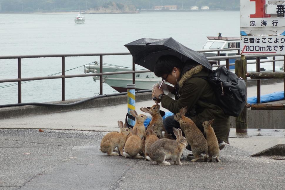  „Un loc al întunericului și al luminii”. Cum a ajuns o insulă nelocuită din Japonia un paradis al iepurilor 1035462