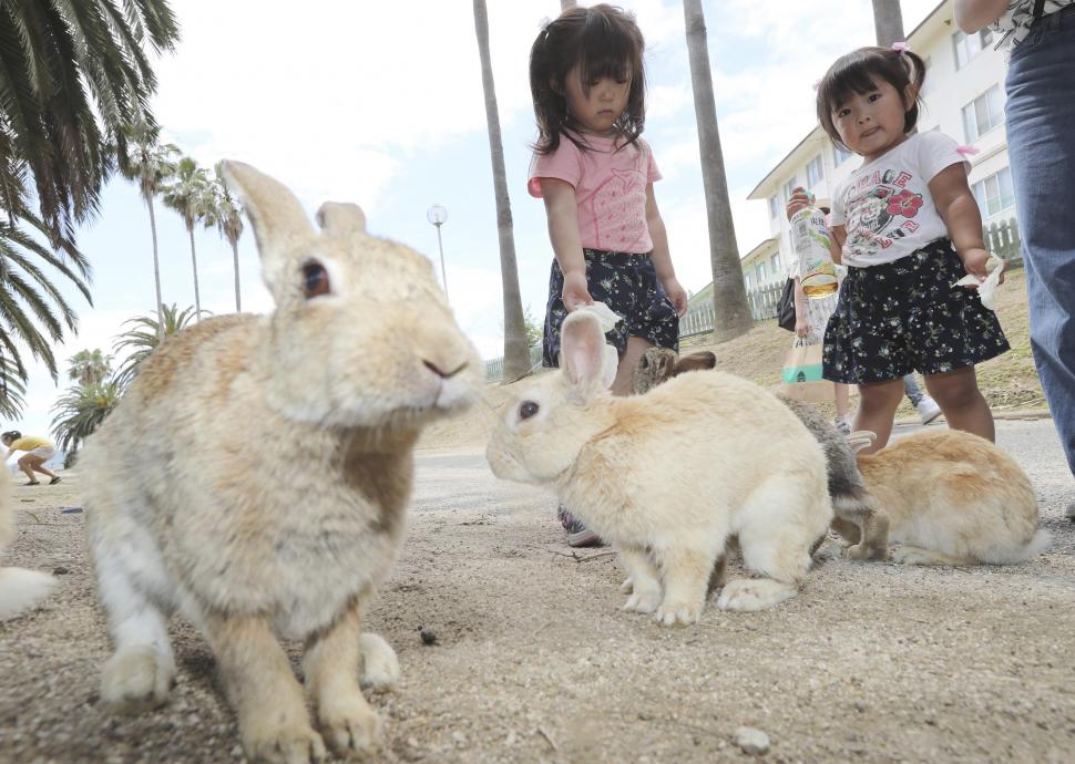  „Un loc al întunericului și al luminii”. Cum a ajuns o insulă nelocuită din Japonia un paradis al iepurilor 1035467