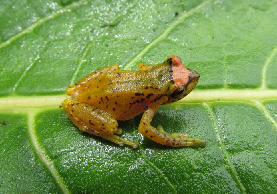 „Pădurea de nori interzisă” din Peru a fost casa unei civilizații antice misterioase. Azi, exploratorii descoperă acolo specii neștiute 1035775