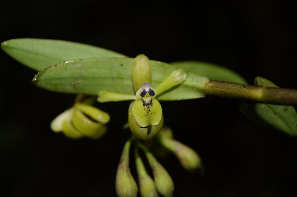 „Pădurea de nori interzisă” din Peru a fost casa unei civilizații antice misterioase. Azi, exploratorii descoperă acolo specii neștiute 1035776