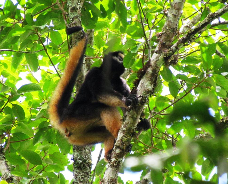 „Pădurea de nori interzisă” din Peru a fost casa unei civilizații antice misterioase. Azi, exploratorii descoperă acolo specii neștiute 1035777