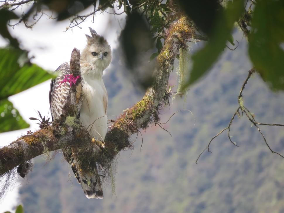 „Pădurea de nori interzisă” din Peru a fost casa unei civilizații antice misterioase. Azi, exploratorii descoperă acolo specii neștiute 1035778