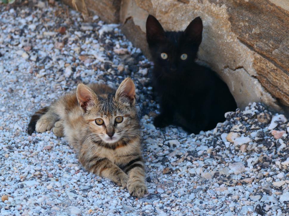 O insulă pitorească din Grecia oferă cazare și o masă gratuită pe zi celor care îngrijesc pisicile fără stăpân 1035994