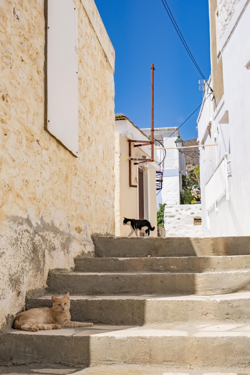 O insulă pitorească din Grecia oferă cazare și o masă gratuită pe zi celor care îngrijesc pisicile fără stăpân 1035995
