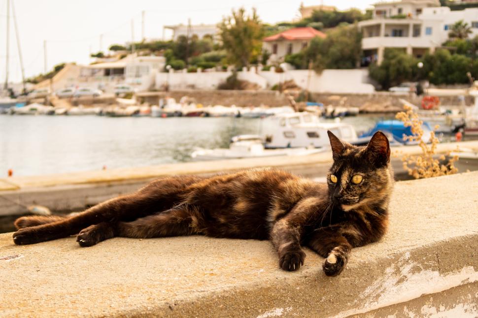 O insulă pitorească din Grecia oferă cazare și o masă gratuită pe zi celor care îngrijesc pisicile fără stăpân 1035996