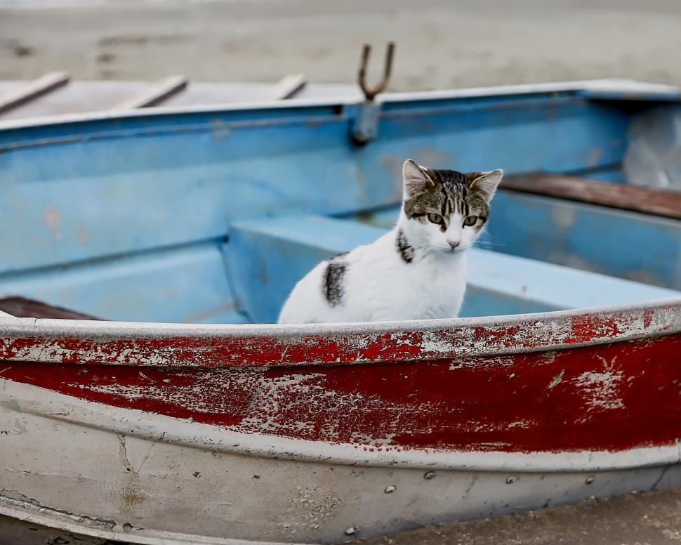 O insulă pitorească din Grecia oferă cazare și o masă gratuită pe zi celor care îngrijesc pisicile fără stăpân 1035997