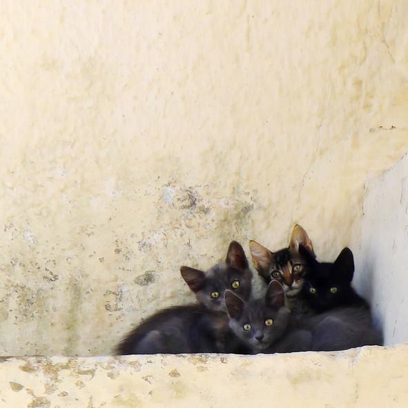 O insulă pitorească din Grecia oferă cazare și o masă gratuită pe zi celor care îngrijesc pisicile fără stăpân 1035999