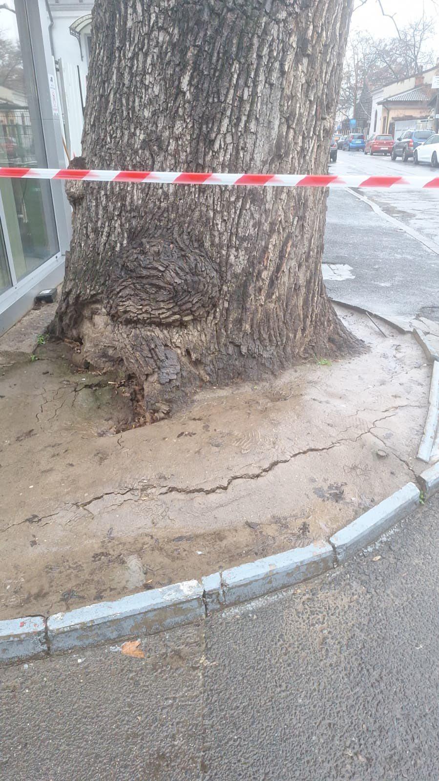 Bucureștiul a rămas fără un simbol unic. Ultimul stejar secular din vremea Codrilor Vlăsiei s-a prăbușit, după ce a fost betonat 1036298