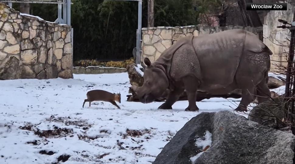 O căprioară minusculă se ia la bătaie cu un rinocer de 2 tone, la un zoo din Polonia. O filmare arată cine a învins 1037979