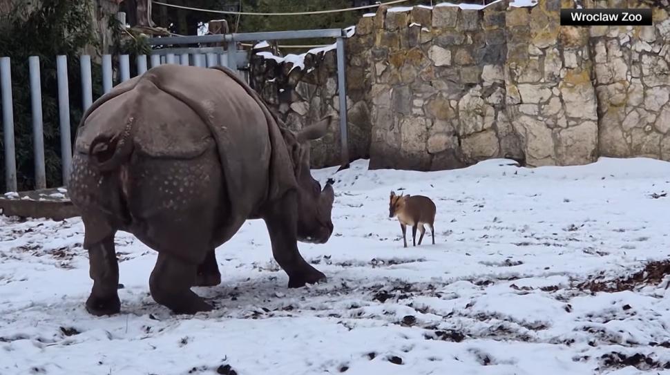 O căprioară minusculă se ia la bătaie cu un rinocer de 2 tone, la un zoo din Polonia. O filmare arată cine a învins 1037980