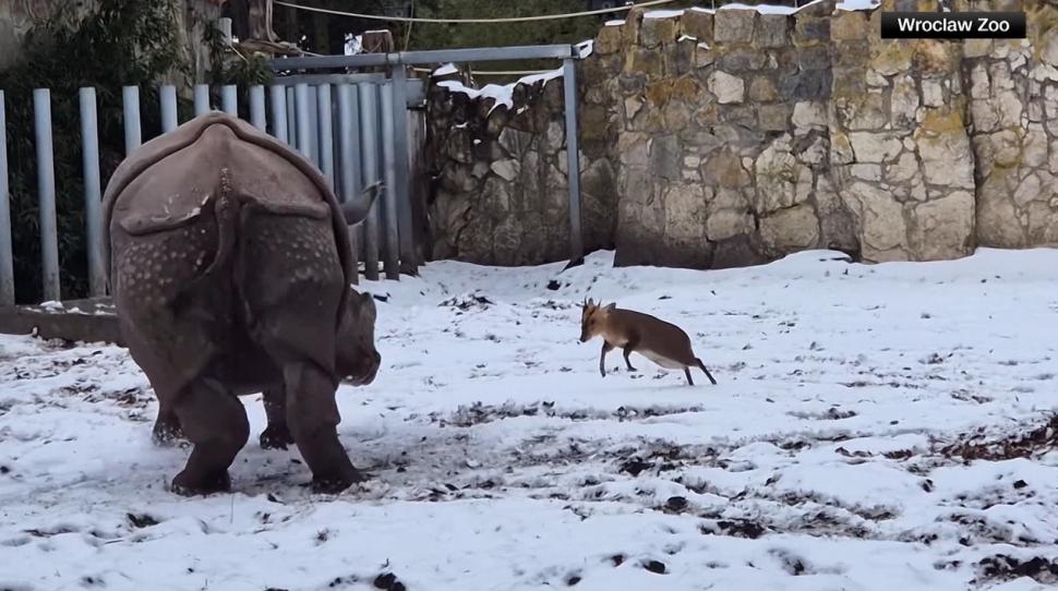 O căprioară minusculă se ia la bătaie cu un rinocer de 2 tone, la un zoo din Polonia. O filmare arată cine a învins 1037981