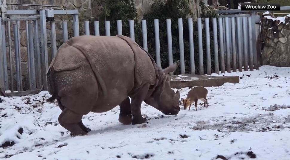 O căprioară minusculă se ia la bătaie cu un rinocer de 2 tone, la un zoo din Polonia. O filmare arată cine a învins 1037982