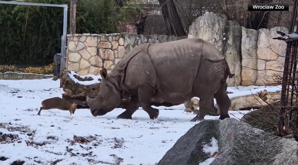 O căprioară minusculă se ia la bătaie cu un rinocer de 2 tone, la un zoo din Polonia. O filmare arată cine a învins 1037984