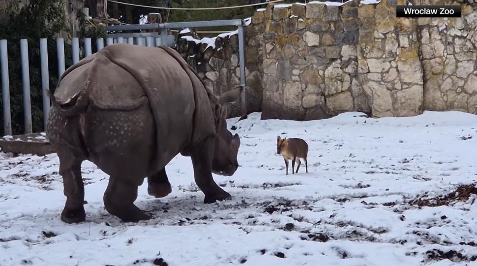 O căprioară minusculă se ia la bătaie cu un rinocer de 2 tone, la un zoo din Polonia. O filmare arată cine a învins 1037985