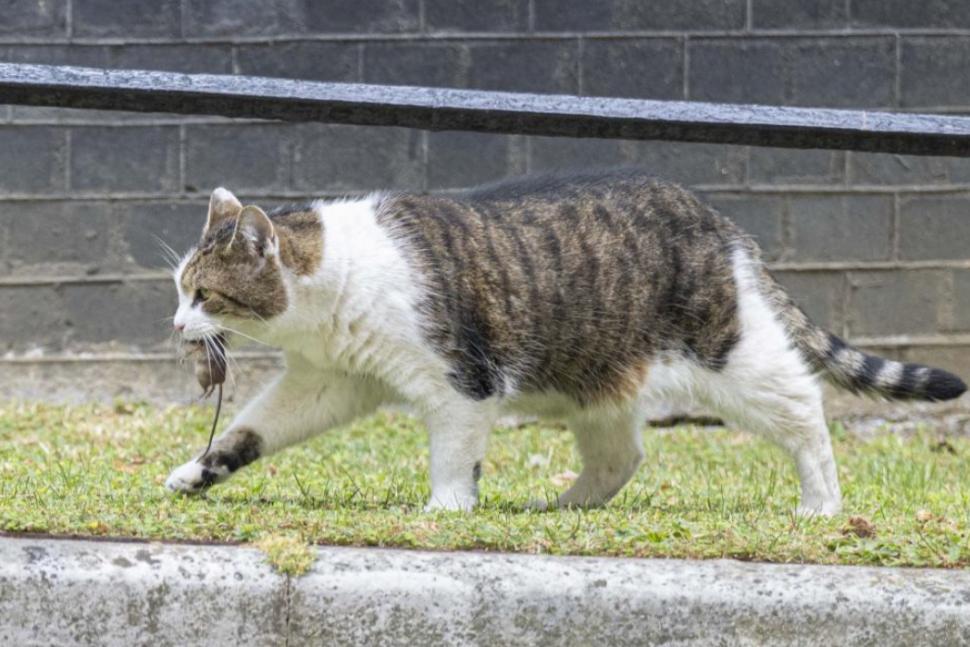 Scene amuzante cu Larry, motanul de la Downing Street. De această dată, fotograful lui Nawrocki era să-l calce pe coadă la propriu 1038188