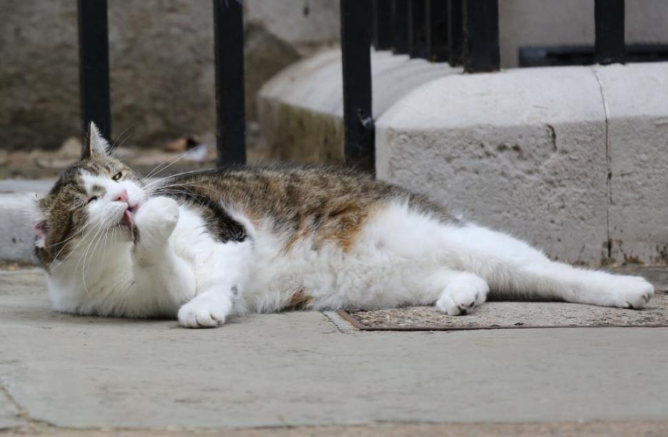 Scene amuzante cu Larry, motanul de la Downing Street. De această dată, fotograful lui Nawrocki era să-l calce pe coadă la propriu 1038189