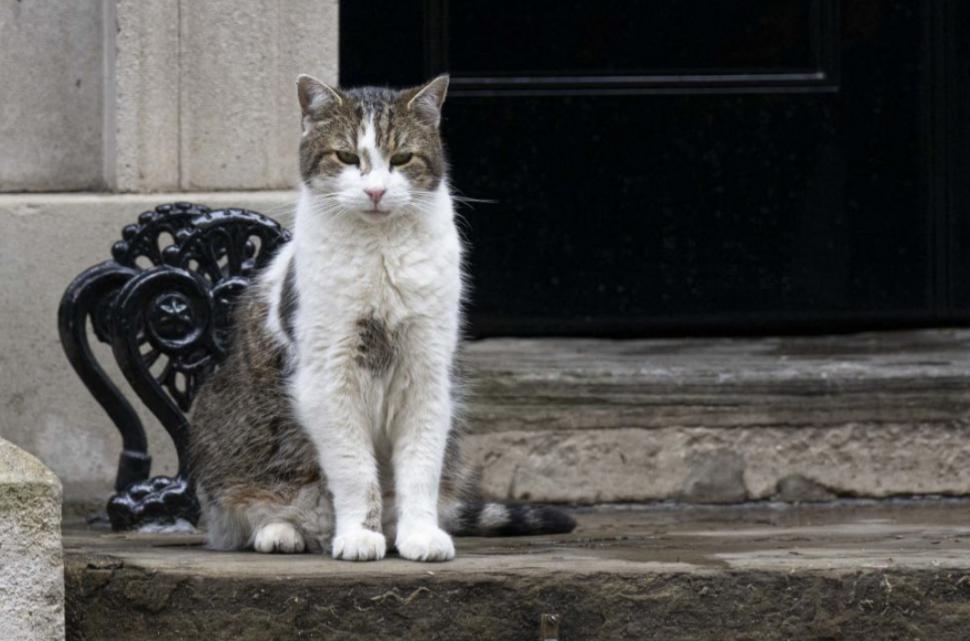 Scene amuzante cu Larry, motanul de la Downing Street. De această dată, fotograful lui Nawrocki era să-l calce pe coadă la propriu 1038191