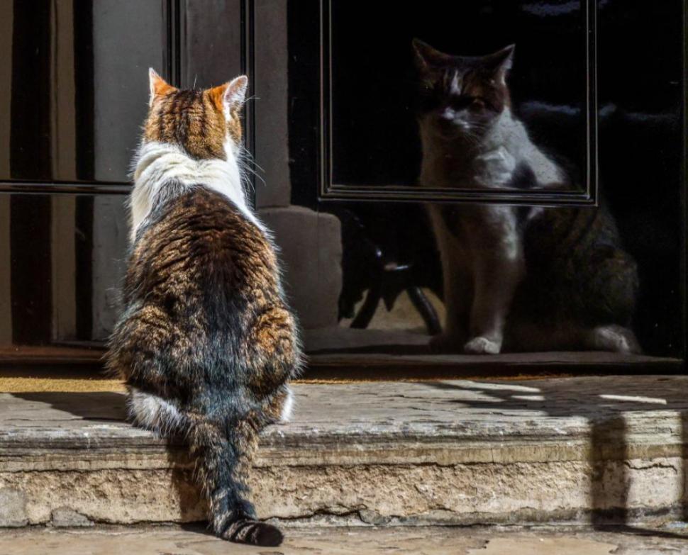 Scene amuzante cu Larry, motanul de la Downing Street. De această dată, fotograful lui Nawrocki era să-l calce pe coadă la propriu 1038192
