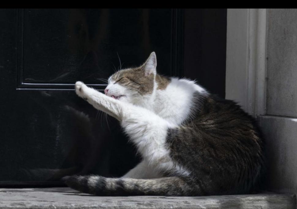 Scene amuzante cu Larry, motanul de la Downing Street. De această dată, fotograful lui Nawrocki era să-l calce pe coadă la propriu 1038194