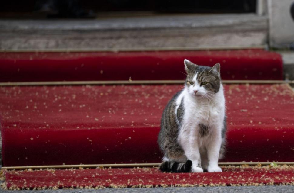 Scene amuzante cu Larry, motanul de la Downing Street. De această dată, fotograful lui Nawrocki era să-l calce pe coadă la propriu 1038197