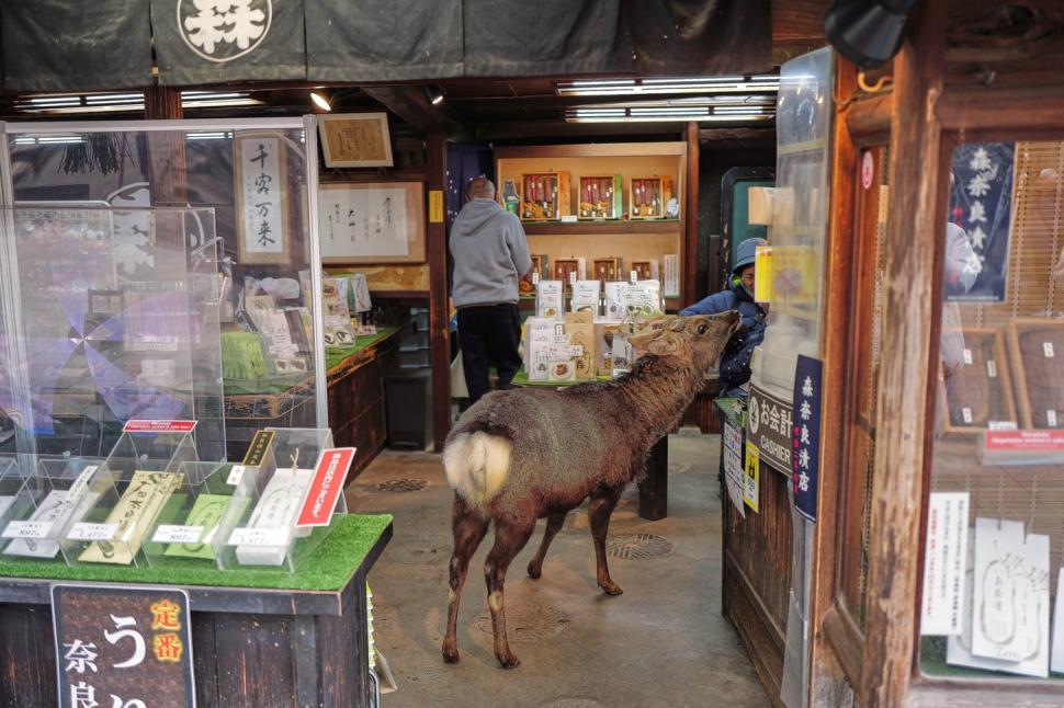 Adevăratele vedete din timpul summitului dintre Japonia și Coreea de Sud. Au fost cele mai admirate și mai fotografiate 1038547