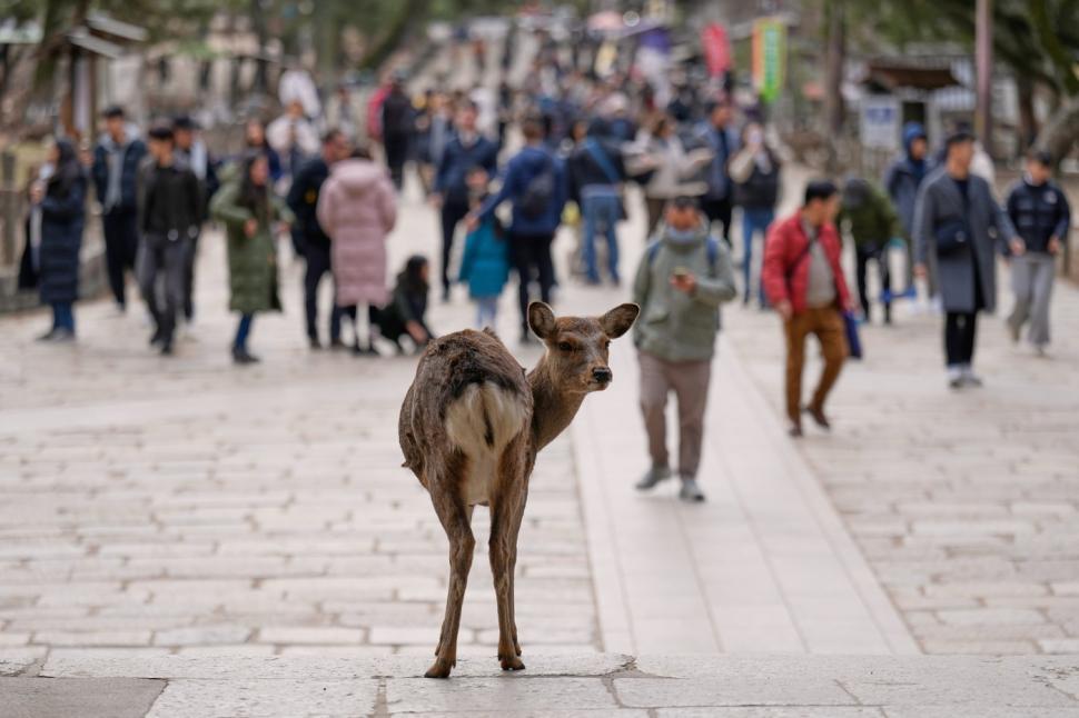 Adevăratele vedete din timpul summitului dintre Japonia și Coreea de Sud. Au fost cele mai admirate și mai fotografiate 1038549