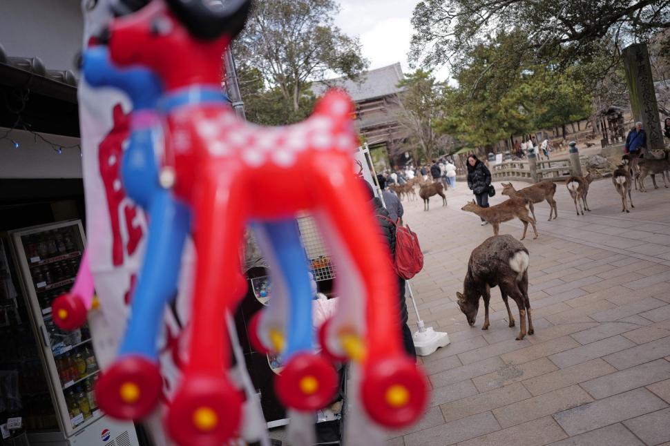 Adevăratele vedete din timpul summitului dintre Japonia și Coreea de Sud. Au fost cele mai admirate și mai fotografiate 1038553