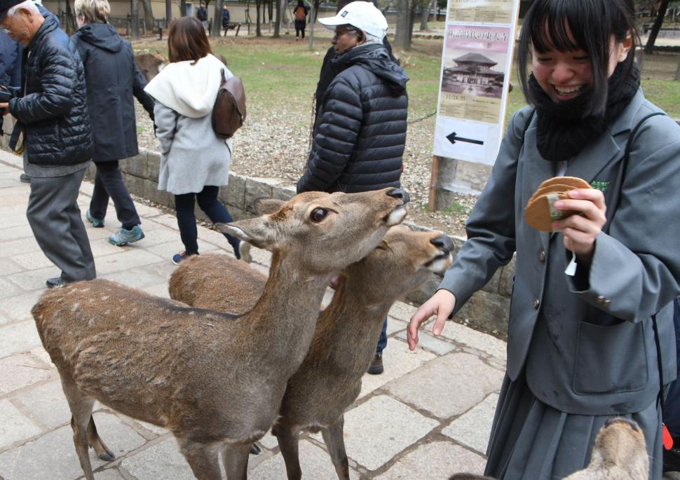 Adevăratele vedete din timpul summitului dintre Japonia și Coreea de Sud. Au fost cele mai admirate și mai fotografiate 1038554