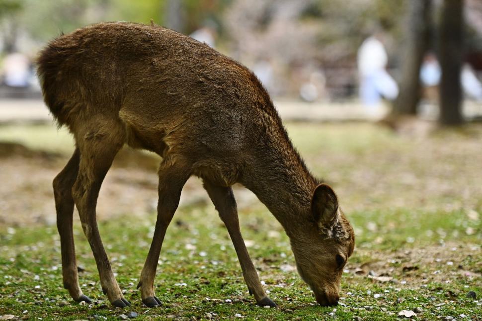 Adevăratele vedete din timpul summitului dintre Japonia și Coreea de Sud. Au fost cele mai admirate și mai fotografiate 1038557