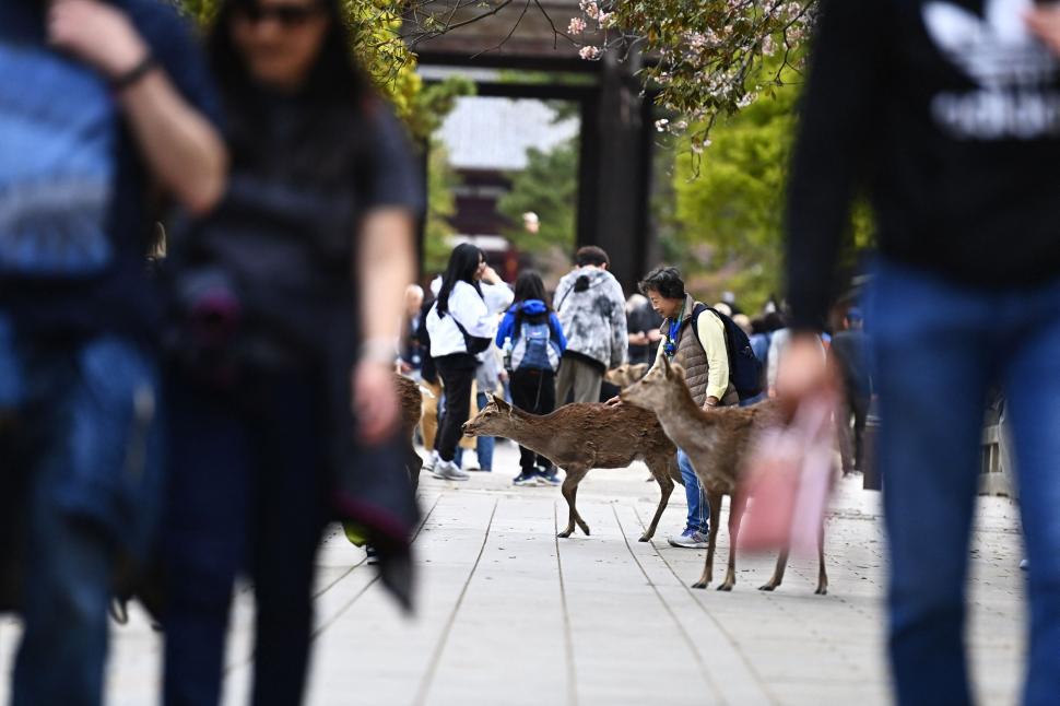 Adevăratele vedete din timpul summitului dintre Japonia și Coreea de Sud. Au fost cele mai admirate și mai fotografiate 1038558
