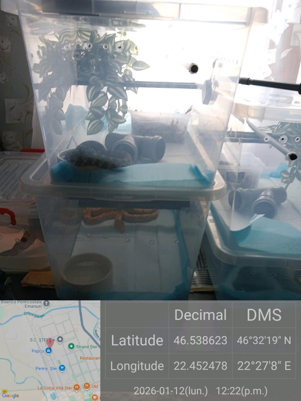 Crescătorie ilegală de reptile, găsită într-un apartament din Bihor. Erau și 2 vipere pentru care nu există ser antiviperin în România 1038642