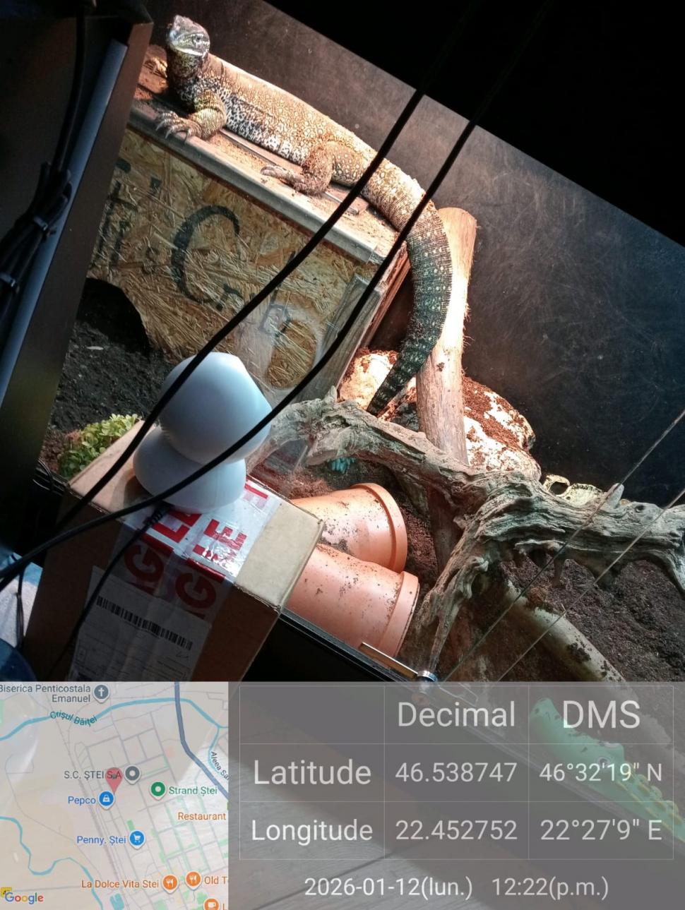 Crescătorie ilegală de reptile, găsită într-un apartament din Bihor. Erau și 2 vipere pentru care nu există ser antiviperin în România 1038643