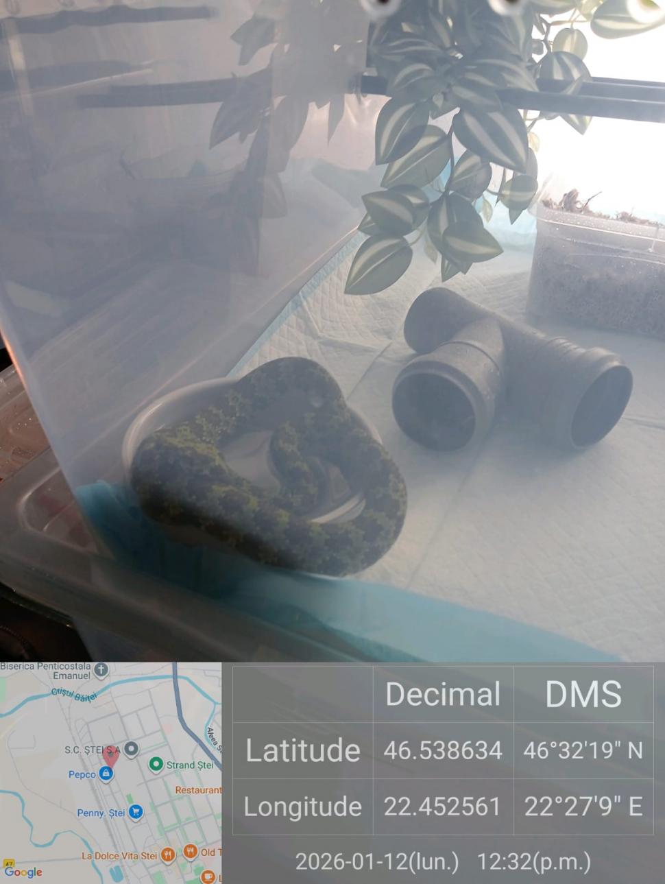 Crescătorie ilegală de reptile, găsită într-un apartament din Bihor. Erau și 2 vipere pentru care nu există ser antiviperin în România 1038646