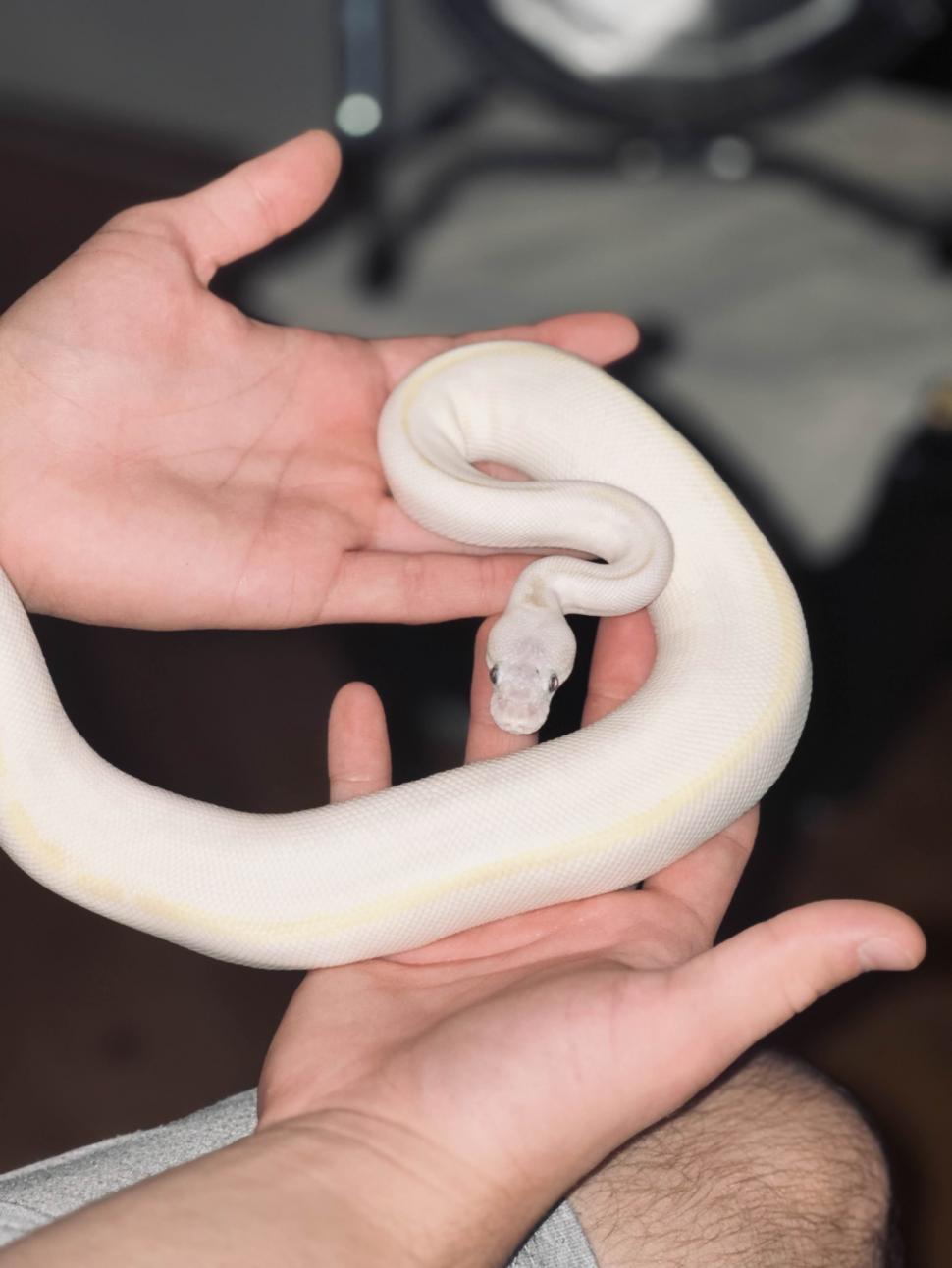 Crescătorie ilegală de reptile, găsită într-un apartament din Bihor. Erau și 2 vipere pentru care nu există ser antiviperin în România 1038648