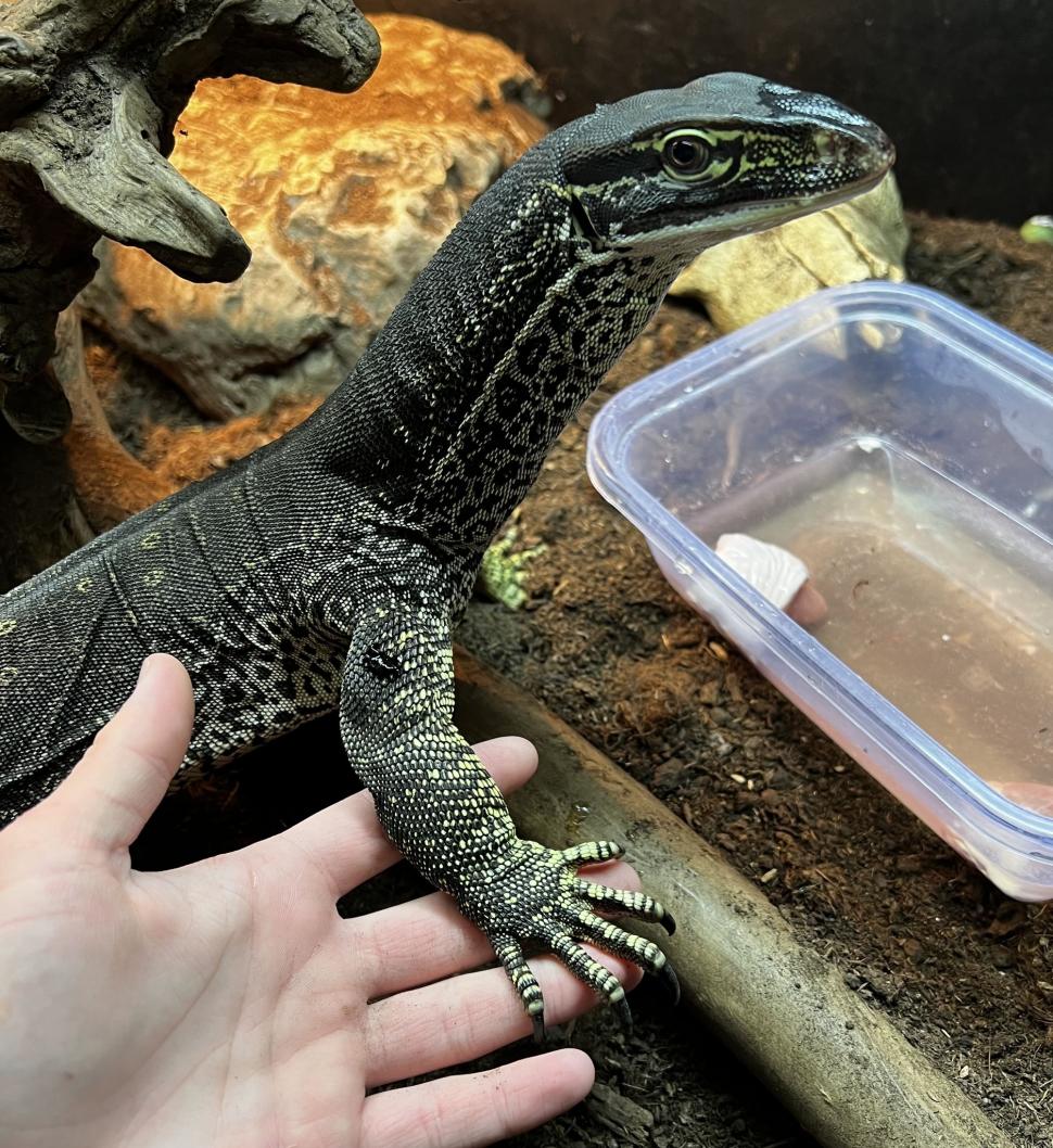 Crescătorie ilegală de reptile, găsită într-un apartament din Bihor. Erau și 2 vipere pentru care nu există ser antiviperin în România 1038649