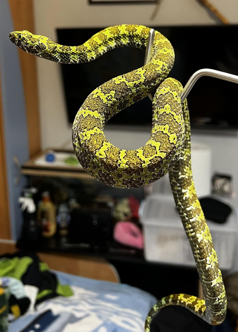 Crescătorie ilegală de reptile, găsită într-un apartament din Bihor. Erau și 2 vipere pentru care nu există ser antiviperin în România 1038650