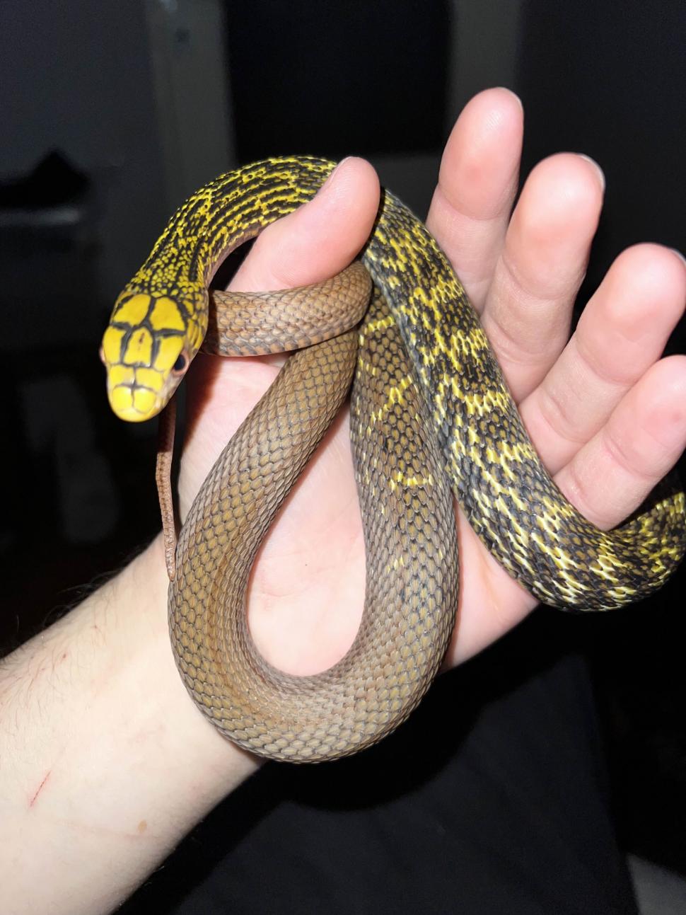 Crescătorie ilegală de reptile, găsită într-un apartament din Bihor. Erau și 2 vipere pentru care nu există ser antiviperin în România 1038651