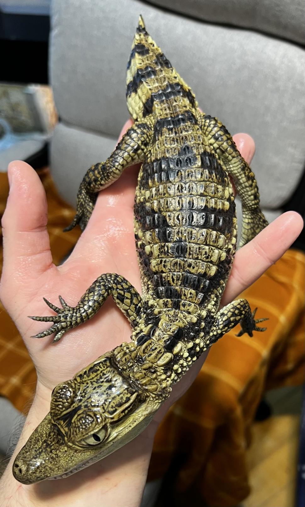 Crescătorie ilegală de reptile, găsită într-un apartament din Bihor. Erau și 2 vipere pentru care nu există ser antiviperin în România 1038652