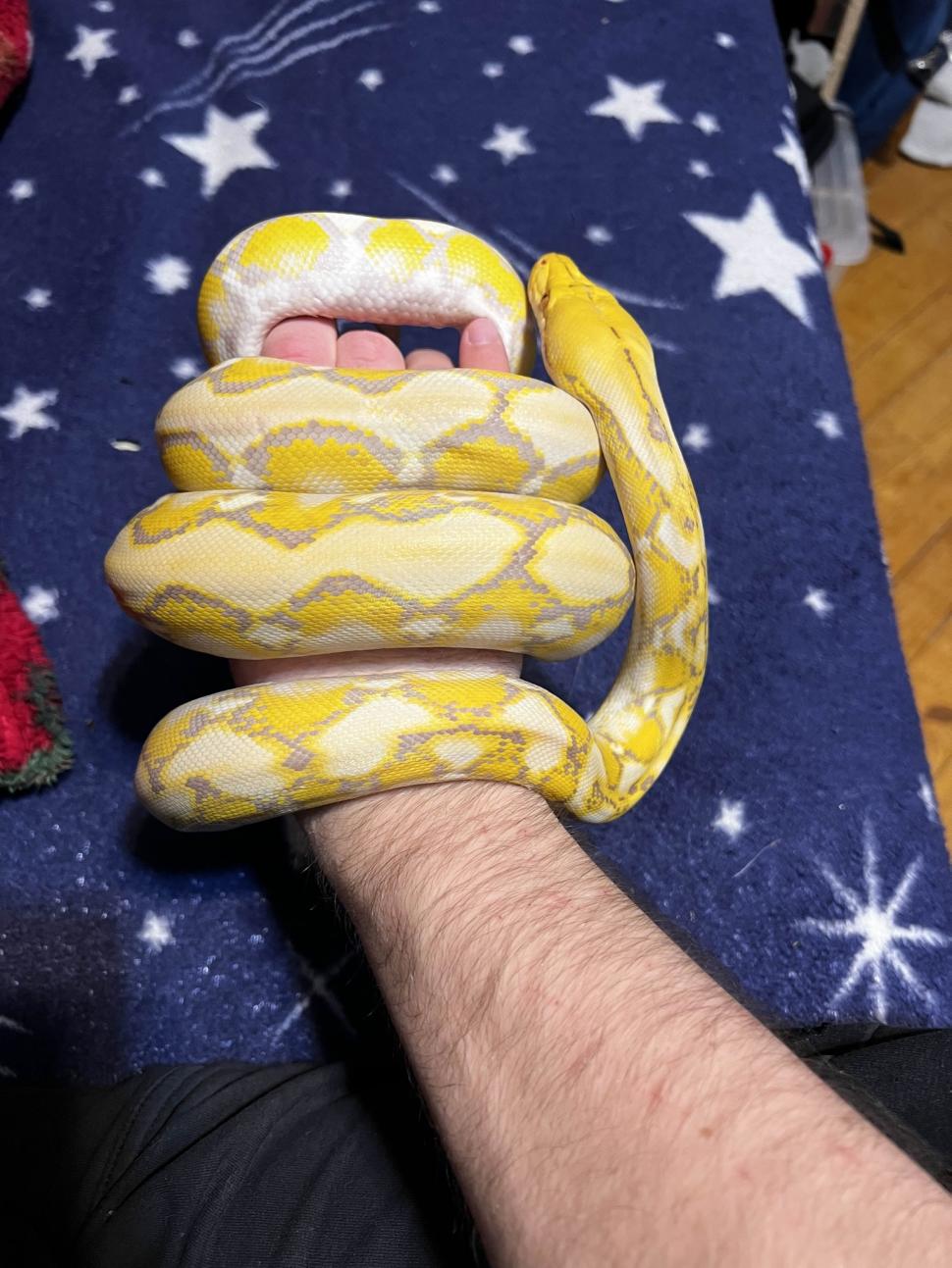 Crescătorie ilegală de reptile, găsită într-un apartament din Bihor. Erau și 2 vipere pentru care nu există ser antiviperin în România 1038653