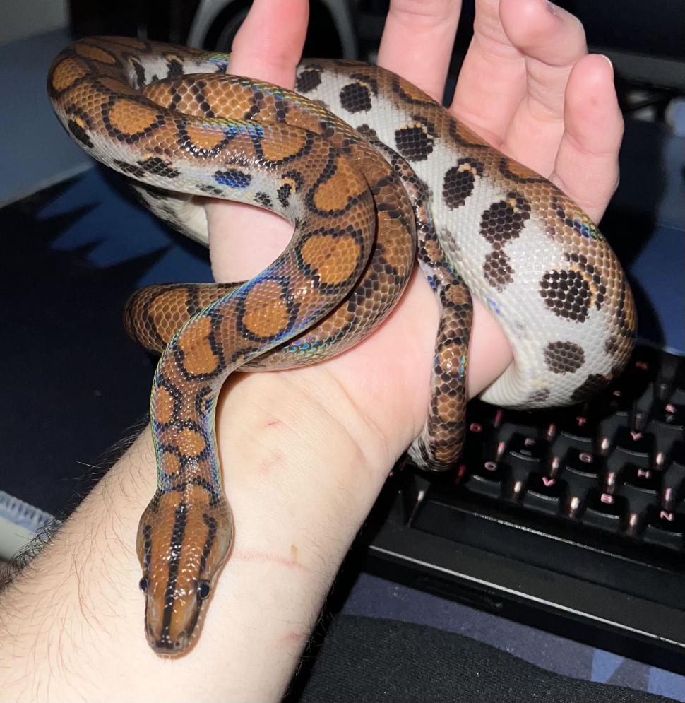 Crescătorie ilegală de reptile, găsită într-un apartament din Bihor. Erau și 2 vipere pentru care nu există ser antiviperin în România 1038654